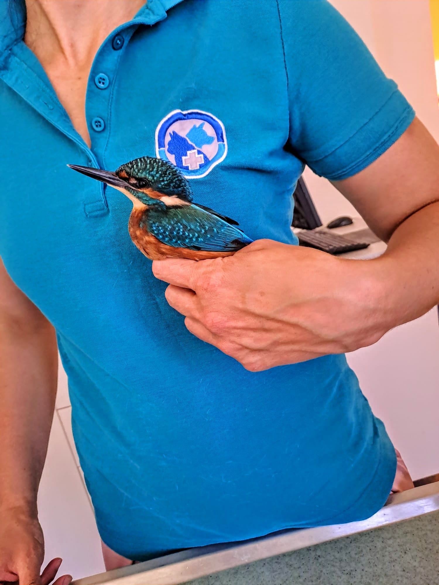 Kingfisher