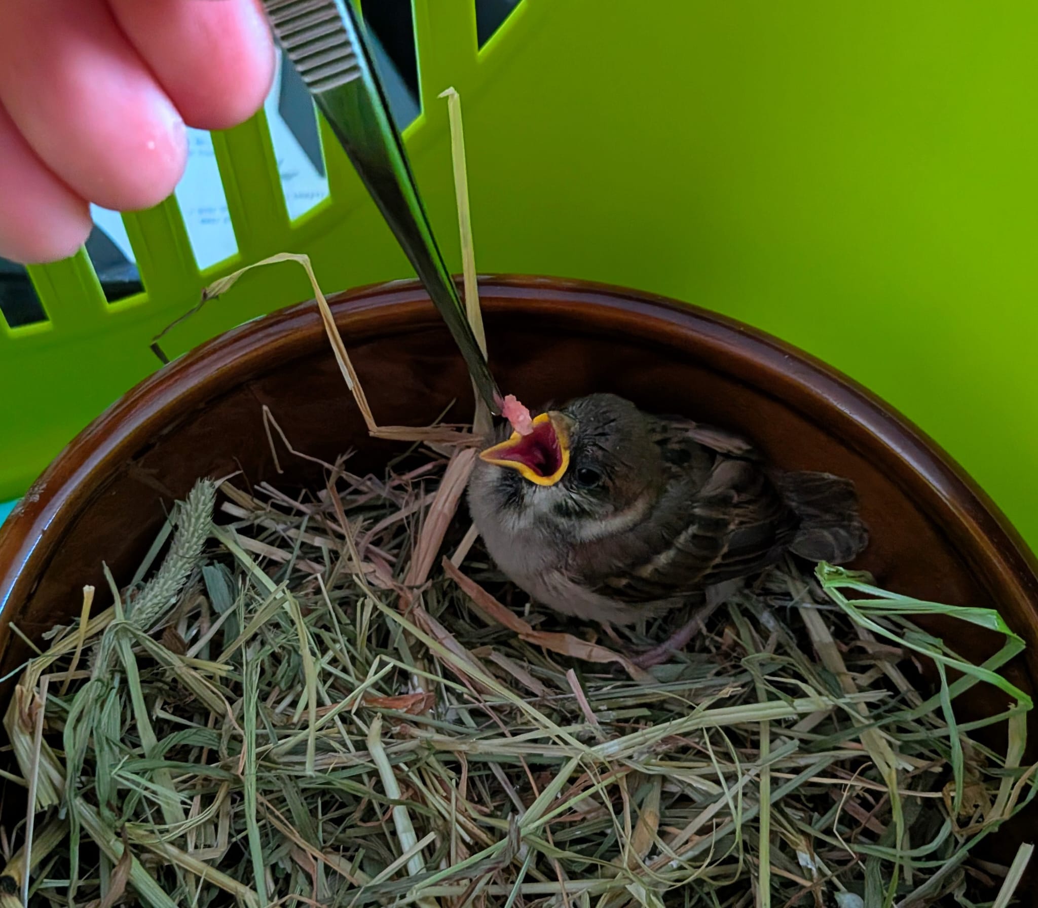 Small hungry sparrow