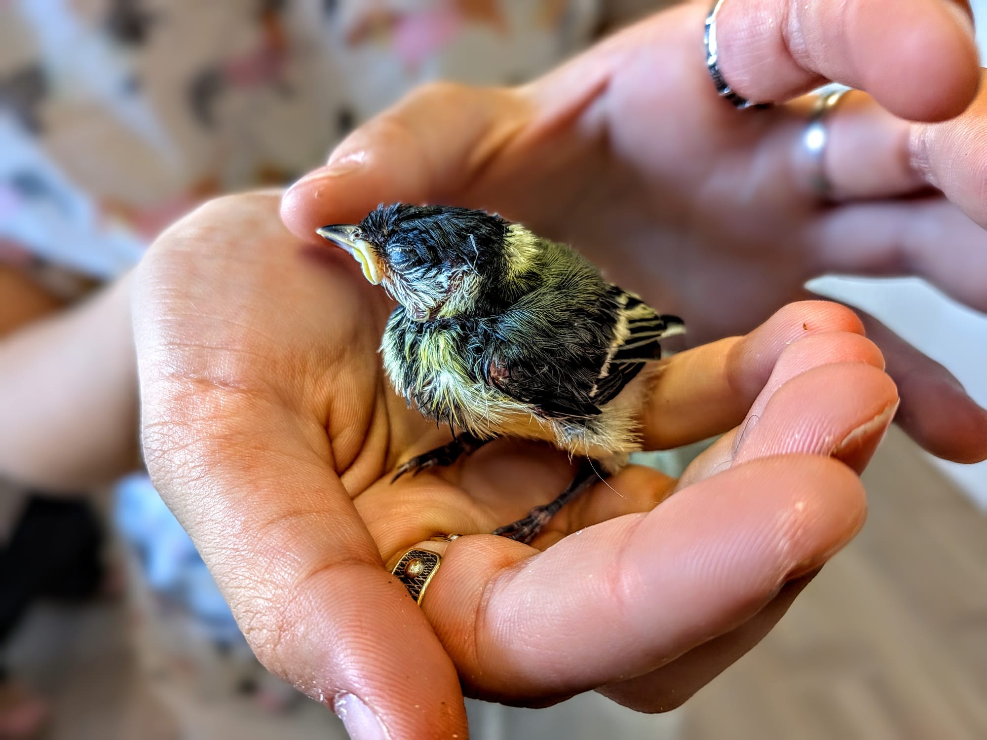 Small bird